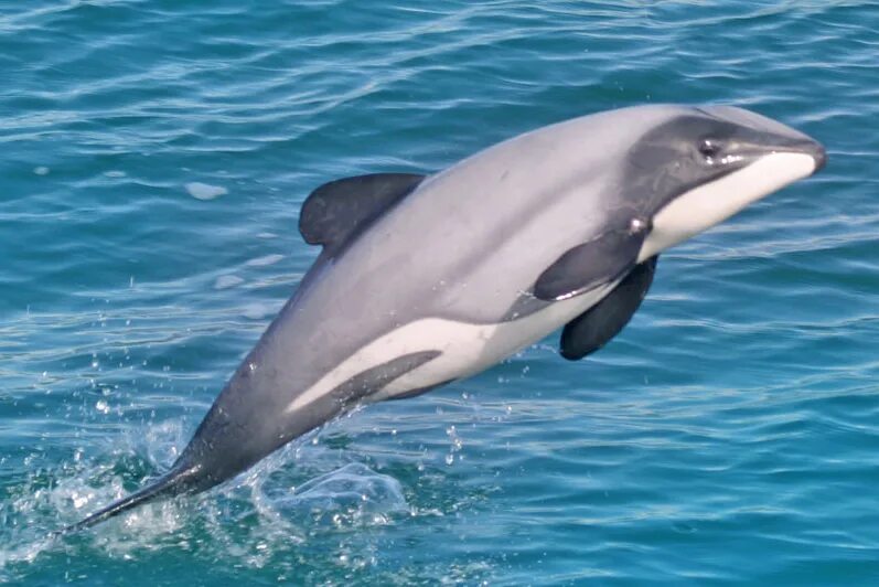 название обычного дельфина. название обычного дельфина. дельфин белобочка красная книга крыма. дельфин белобочка. виды дельфинов.