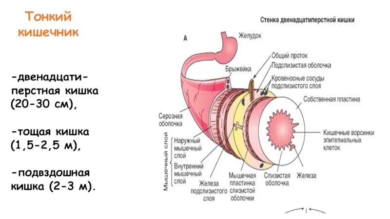 Строение стенки 12 перстной кишки. 12 Перстная кишка это тонкий кишечник. Пищеварение в 12 перстной кишки физиология. Функции 12 перстной кишки. Слизистая оболочка 12 кишки