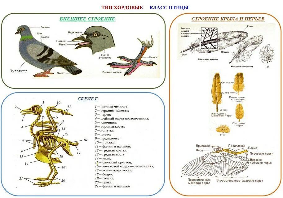 Что общего в организации птиц. Внешнее строение птицы биология 7 класс. Внешнее и внутреннее строение птицы биология 7. Строение птицы 7 класс биология. Внешнее строение птицы биология 7 класс схема.