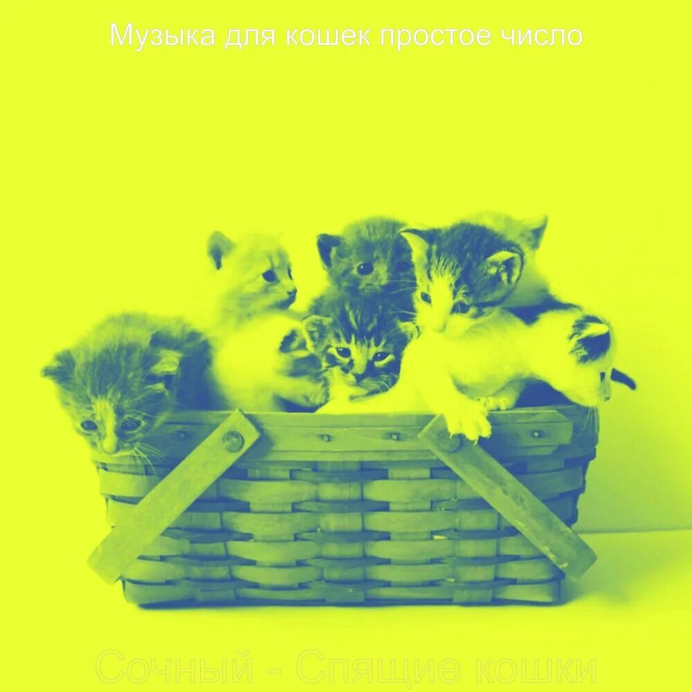 Мелодии про кошек. Кошачья музыка для кошки. Музыкальная группа кошки. Песни про кошек. Песня кошки кошки на шкафах