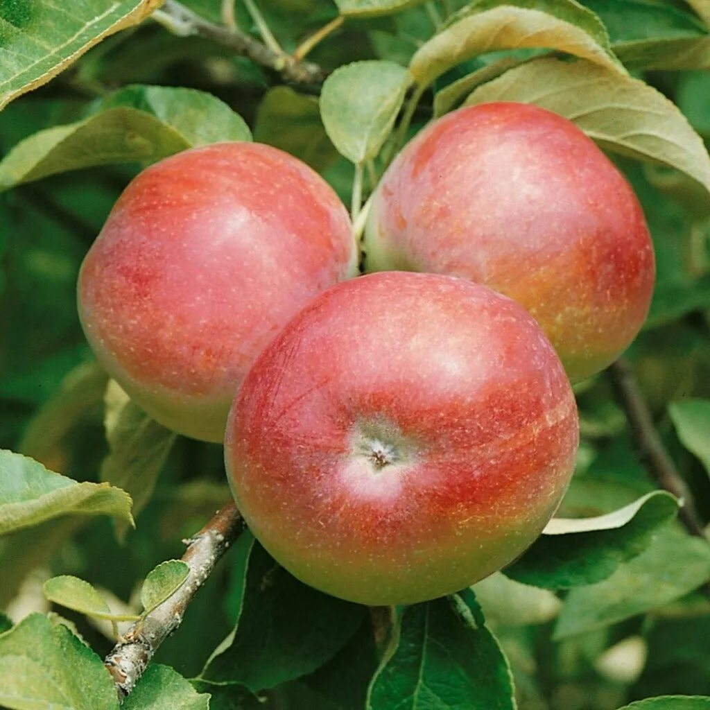 Яблоня макинтош. Сорт яблок макинтош. Макинтош (сорт яблони) сорта яблони. Яблоня Бребурн.