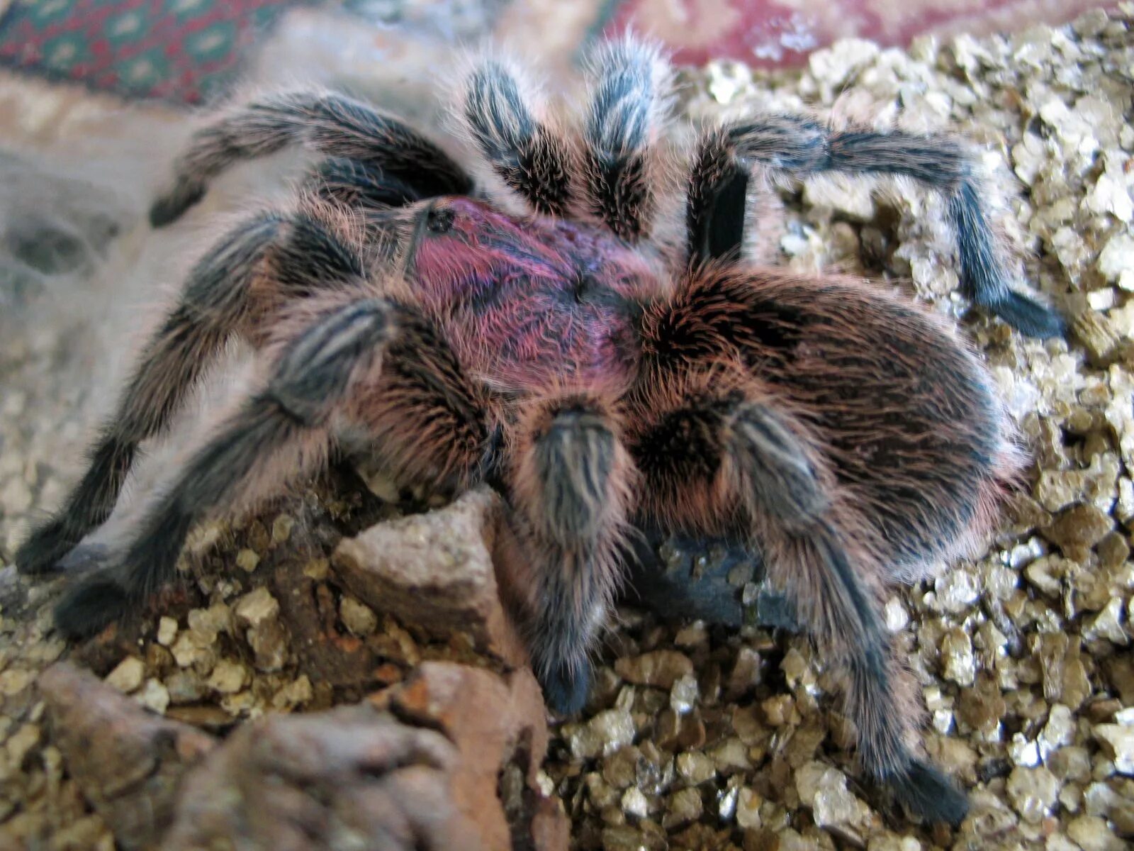 Чилийский розовый птицеед. Brachypelma albopilosum паутина. Тарантул птицеед. Тигровый паук птицеед.