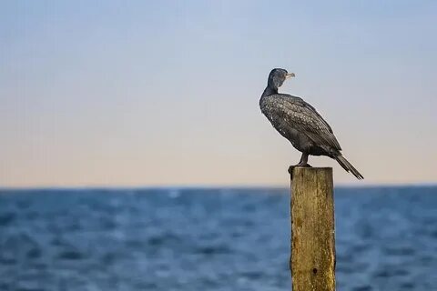 Черноморский баклан