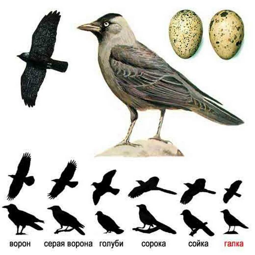 Размеры птиц сравнение. Галка обыкновенная ‒ Corvus monedula. Галка размер птицы. Галка в полете. Символическое изображение птицы.