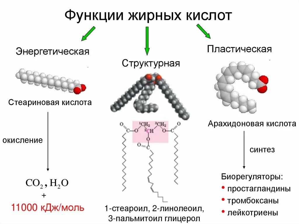 Трансизомеры почему регламентируются. Функции жирных кислот в организме. Формулы жирных кислот биохимия. Биологические функции жирных кислот. Биологическая роль непредельных жирных кислот..