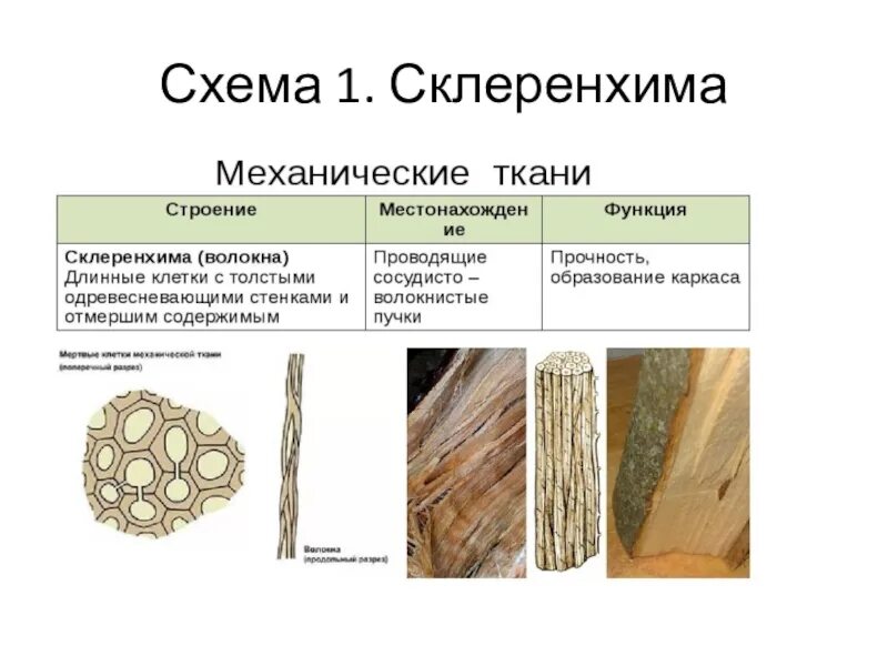 Значение механической ткани у растений. Механическая ткань растений склеренхима волокна. Типы механических тканей растений склеренхима. Склеренхима и склереиды. Склеренхима лигнин.