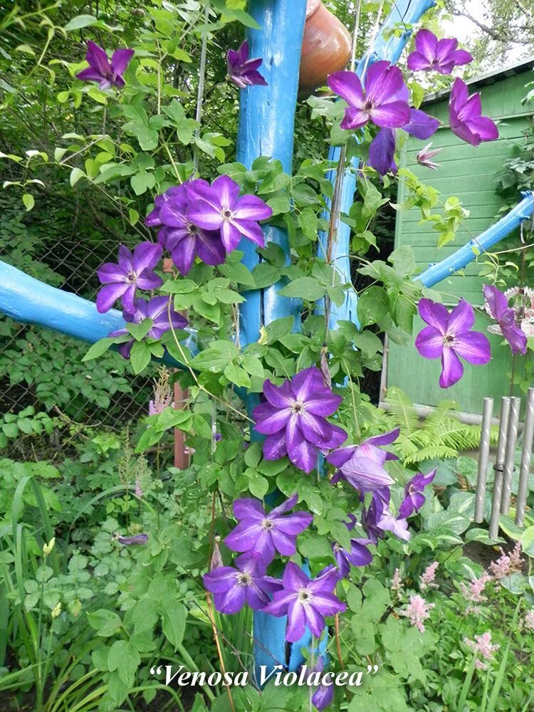 Клематис Веноза. Клематис Веноза виолацея. Клематис Веноза Виолацеа Clematis venosa violacea. Клематис крупноцветковый Веноза Виолацеа. Клематис веноза виолацеа описание