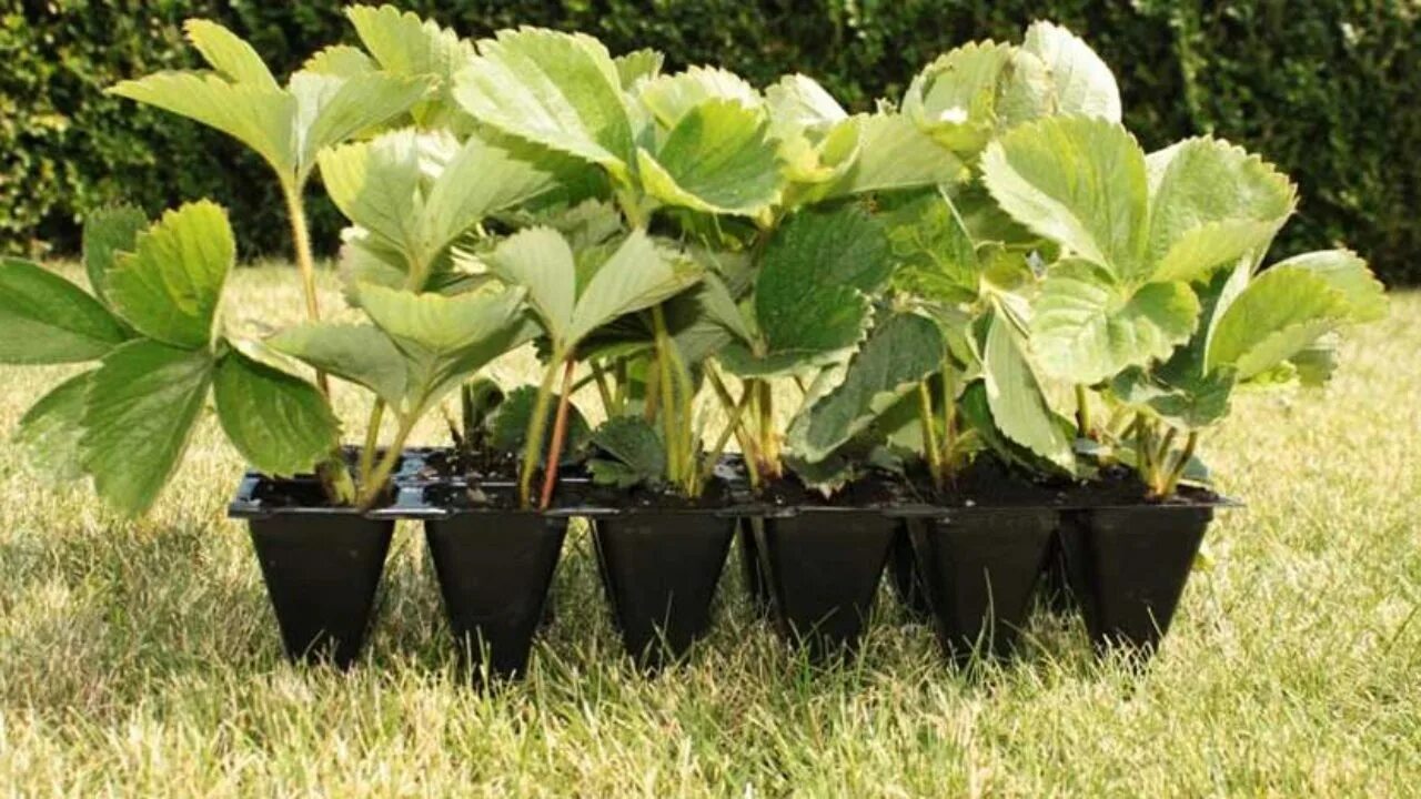 Дачник купил а саженцев клубники. Дачник купил а саженцев клубники