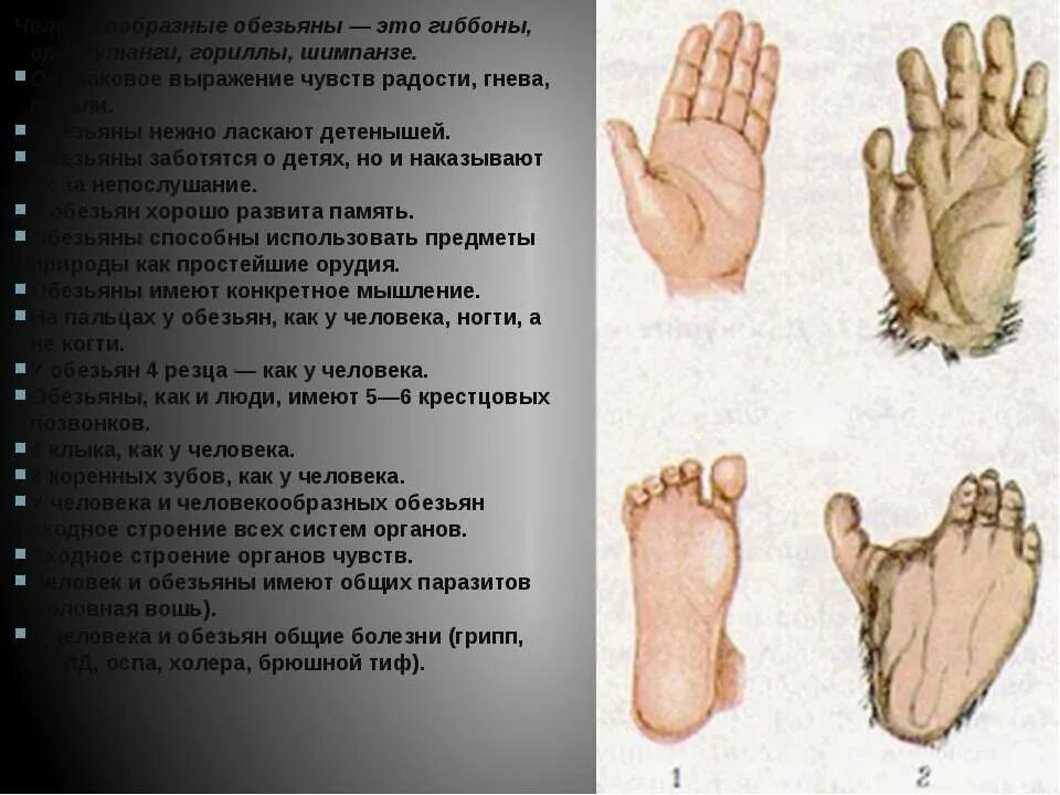 Стопа человекообразных обезьян. Конечности обезьяны и человека. кисть обезьяны и человека. сравнение руки человека и человекообразной обезьяны. кисть человекообразной обезьяны и человека.
