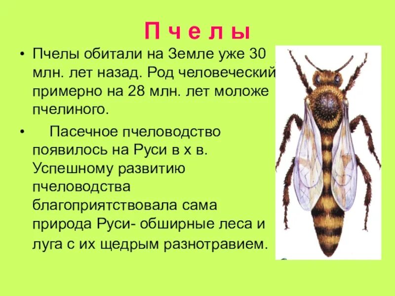 Атлас определитель насекомых 2 класс пчелы осы. Атлас определитель осы пчелы Шмель. Атлас определитель пчелы осы и шмели 2 класс. Информация о пчелах.
