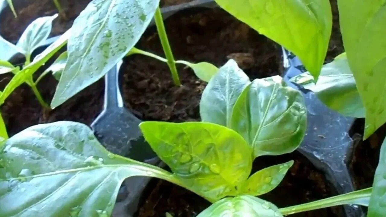 Листья перца скручиваются вверх причина и лечение. Рассада перца болезни листьев скручиваются. Скручиваются верхние листья рассады перца. Листочки перцев скручиваются листья. Скручиваются листья у рассады перца.