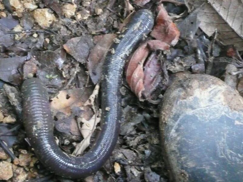 Worm s. Питание дождевого червя. Червяк земляной выползок. Worm s. Земляной червь дюна.