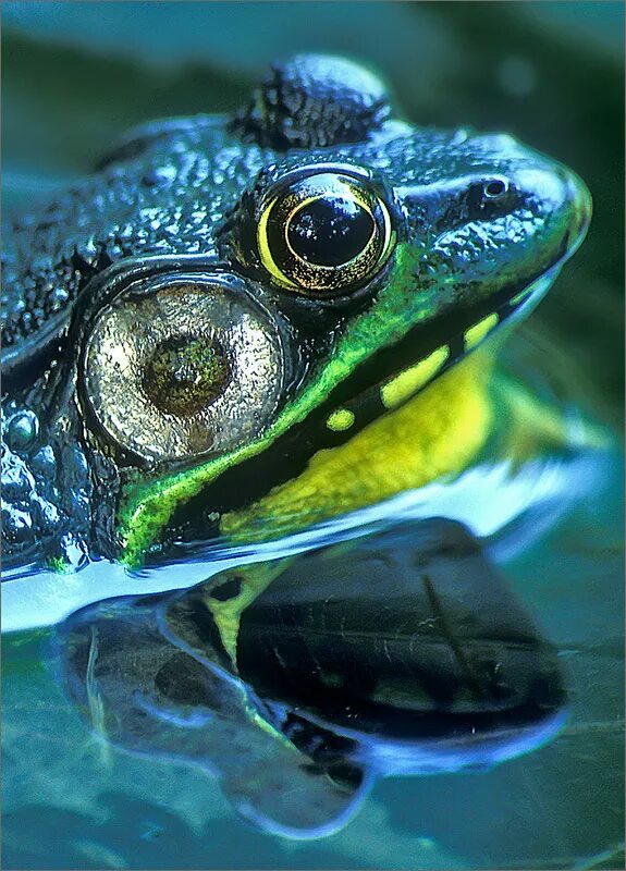 Земноводные ихтиандр. Бесхвостые земноводные хамелеон. Green Frog Rana clamitans. Амфибия. Земноводные рыбы.
