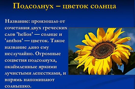 Подсолнух текст описание. Сообщение про подсолнух 6 класс биология. Доклад про подсолнечник. Сообщение о подсолнечнике. Презентация на тему подсолнух.