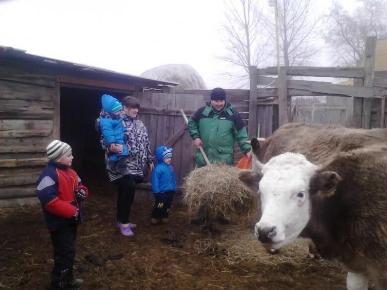 Семейное подворье. Многодетная семья и домашнее хозяйство. Подсобное хозяйство семьи решетниковых. Личное подсобное хозяйство семьи. Коровья семья.