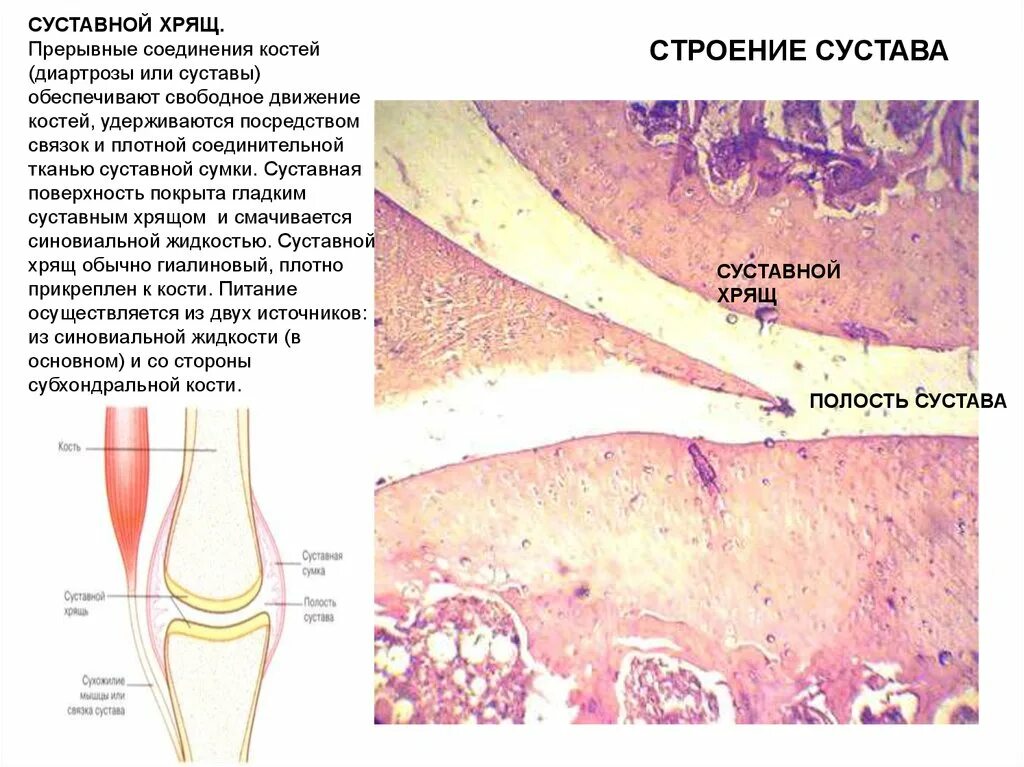 Суставный хрящ какая ткань. Суставной хрящ строение. Суставной гиалиновый хрящ. Строение суставного хряща. Суставной гиалиновый хрящ гистология.