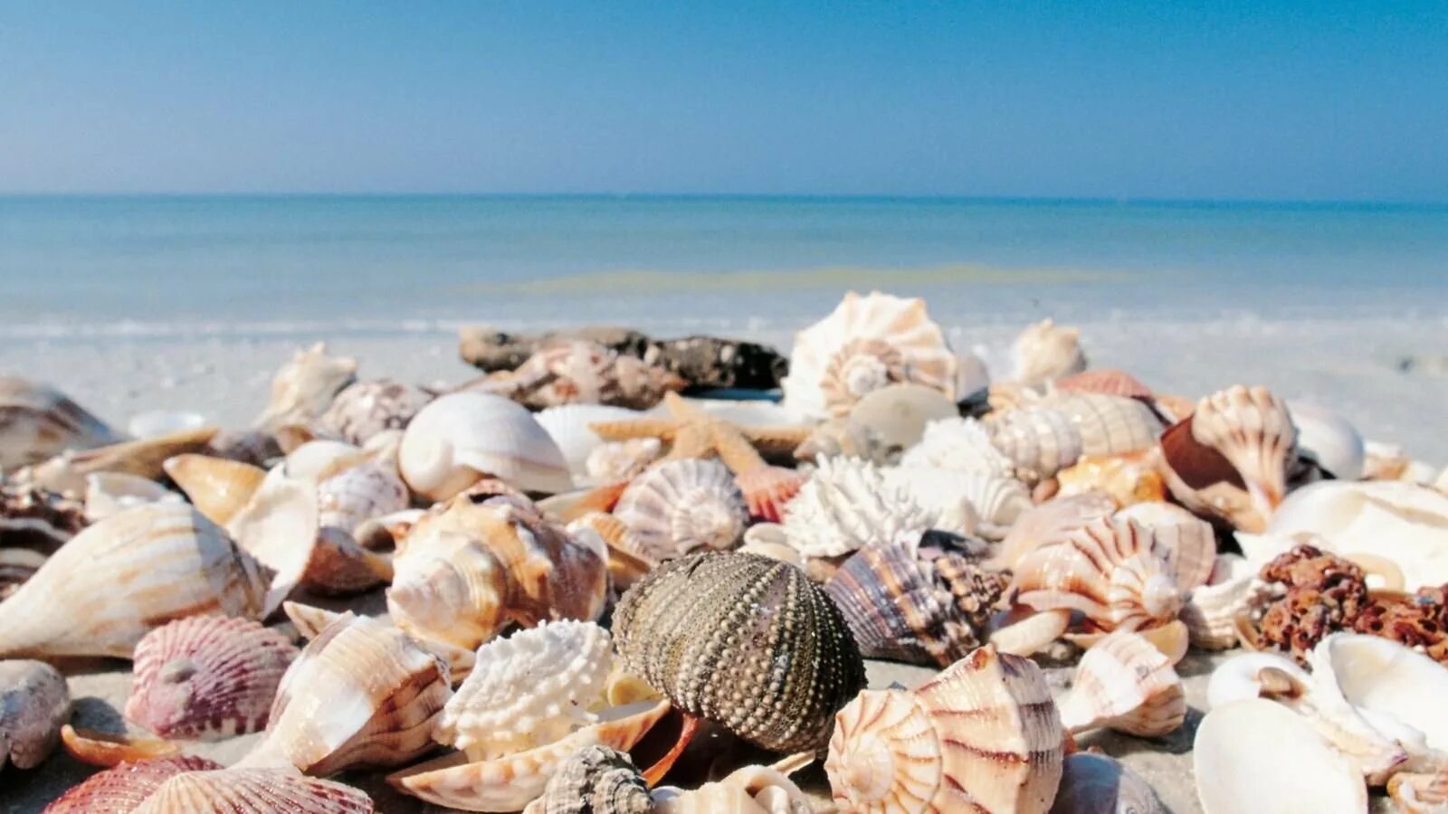морская ракушка витязево. морская раковина. город ракушек. ракушечный пляж витязево. красивые ракушки.