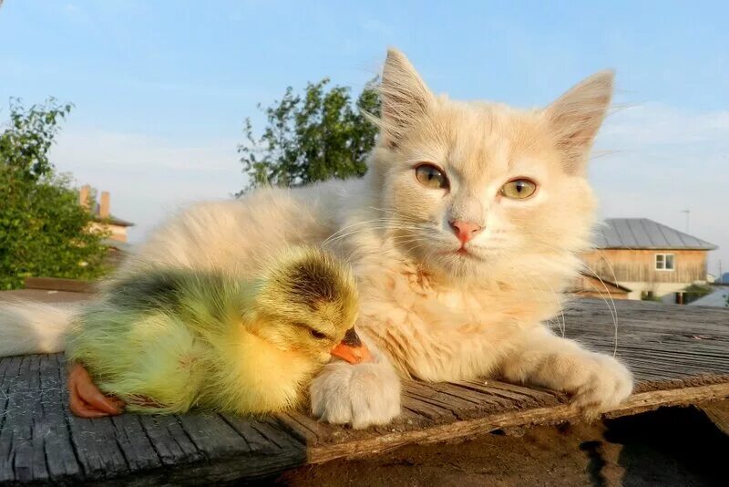 Кот и утка. Котенок и утенок. котенок и цыпленок. милые котята и утята. котик и уточка.