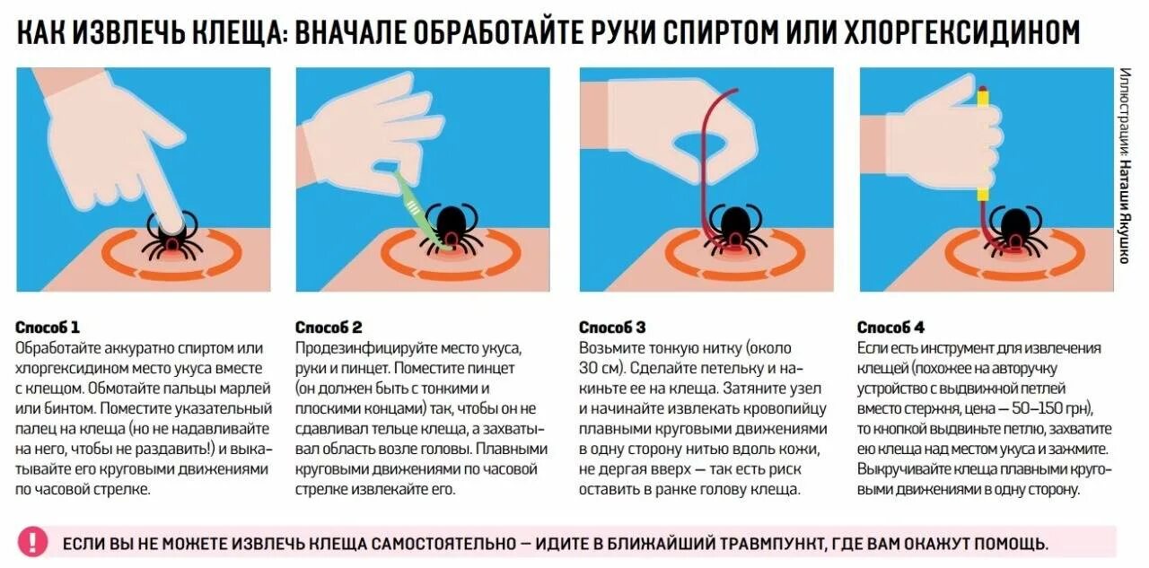 Клещ удалить в домашних. Как правильно удалить клеща с тела человека в домашних условиях. Как правильно извлечь клеща. Вытащить клеща у человека в домашних условиях правильно. Как достать клеща у собаки.