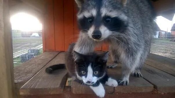 Мем с енотом видео. Енот и кот. Енот с котом на руках. Енот с котенком. Енот держит кота.