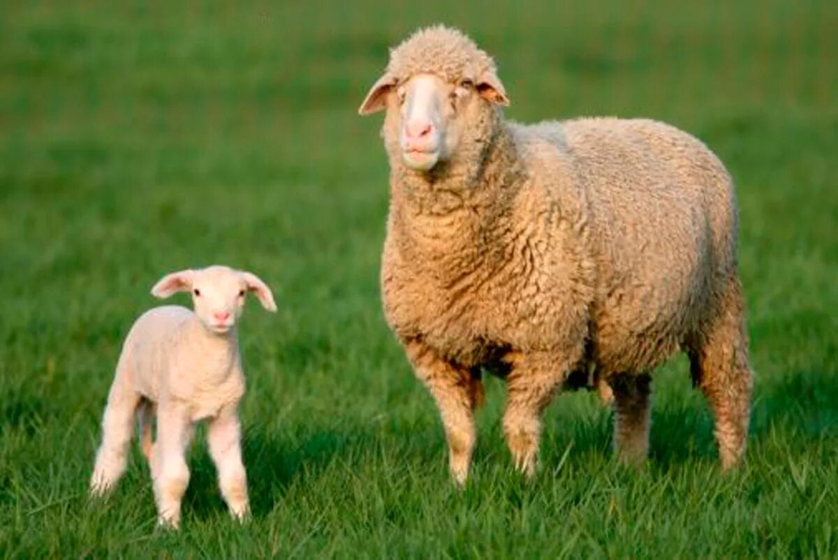 Овцы меринос. Порода Баранов меринос. Австралийский меринос порода овец. Порода овец Merinos. Горный меринос порода овец.