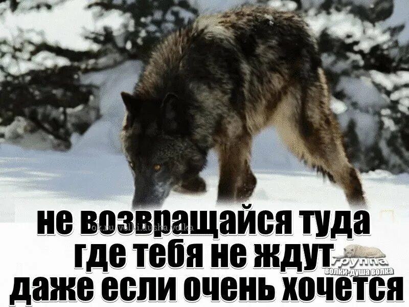 А то буду. Волк терпит. Волк вернулся. Цитаты из Бегущая с волками. Туда где ждут хочется возвращаться.