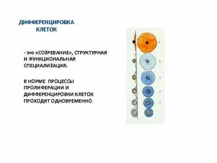 Термин клетки и ткани