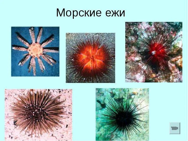 Морской еж класс животных. Иглокожие морские ежи. тип иглокожие класс морские ежи. иглокожие класс морские ежи. иглокожие 3 класс окружающий мир.
