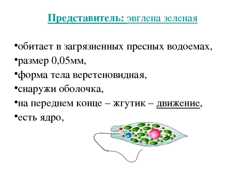 Какой органоид у эвглены зеленой. Эвглена зеленая строение. Питание эвглены зеленой. Строение эвглены зеленой 7 класс. Строение клетки эвглены зеленой 7 класс.