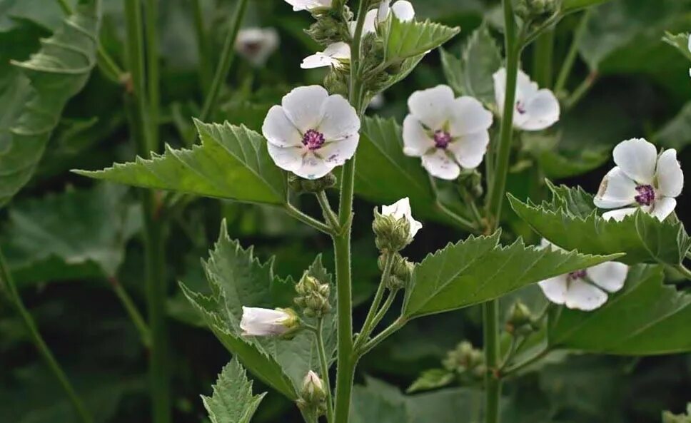 Алтей латынь. Althaea officinalis. Просвирник Алтей. Алтей лекарственный растение. Алтей коноплёвый.