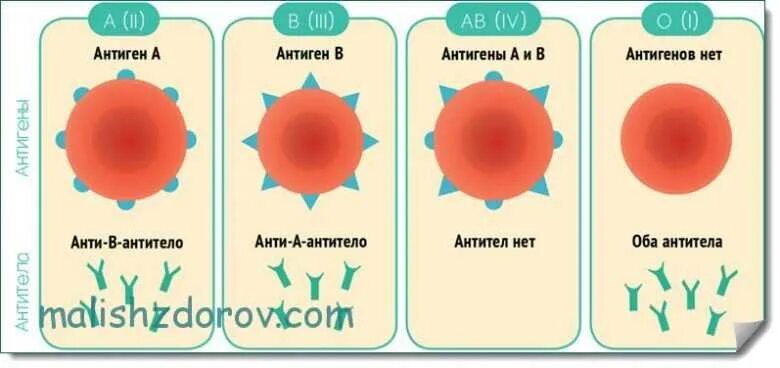 Резус фактор антигены и антитела. Группа крови. Антиген резус-фактора 3 группы крови. Антиген крови группа вторая отрицательная. 3 отрицательная кровь у мужчины