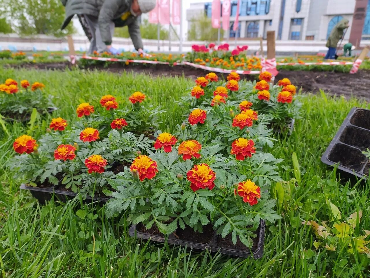 Картинки по запросу клумба ландшафтный дизайн Vegetable bed, Planting succulents