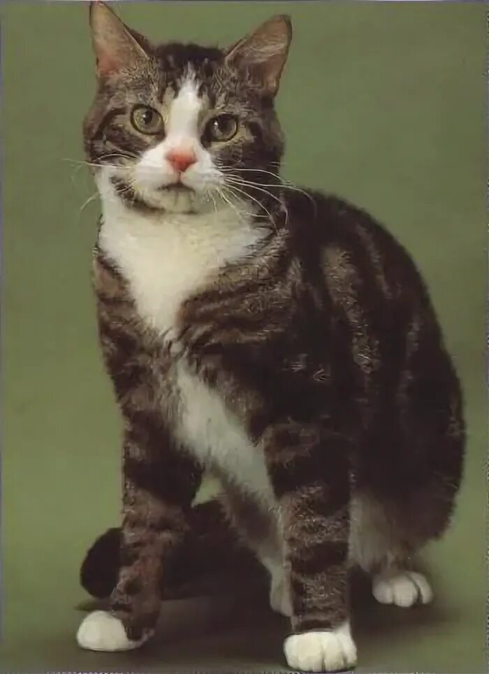 Pin by Инна Косорукова on породы кошек Pretty cats, Beautiful cats, Gorgeous cat