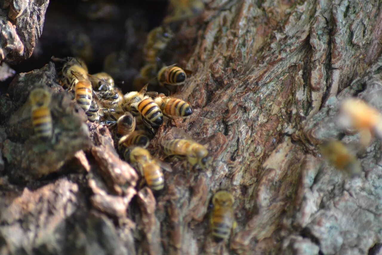 Пчела какая среда обитания. Среднерусская пчела дикий улей. Ульи диких пчел. Пчелиное дупло. Дупло диких пчел.