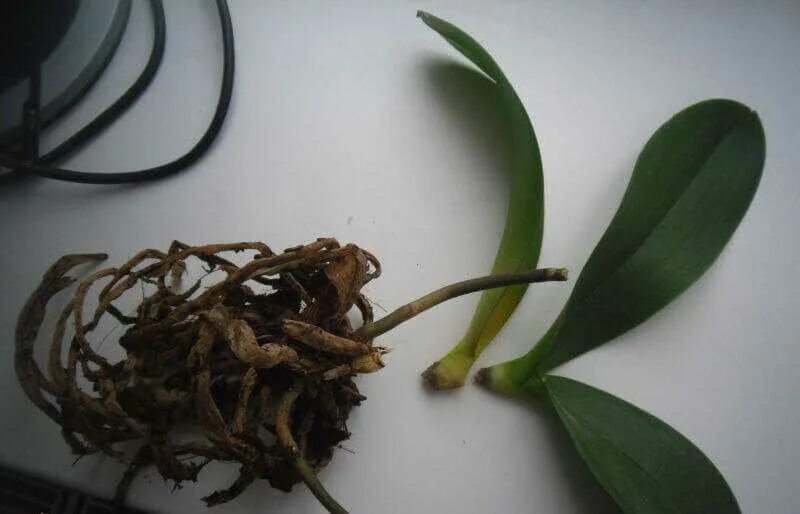 Как реанимировать растение. Орхидея фаленопсис корни. Орхидея фаленопсис сгнили корни. Дендробиум фаленопсис гнили. Корневая шейка орхидеи фаленопсис.