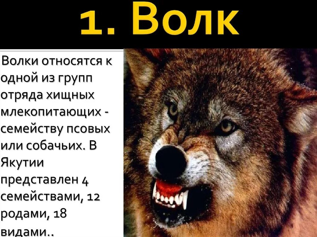 Волк быстрый ответ. Опасные животные волк.