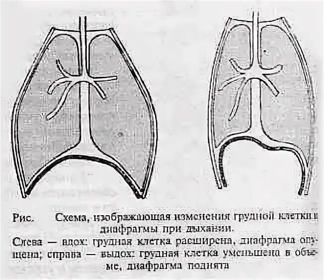 Грудная клетка при вдохе приподнимается. Положение грудной клетки при вдохе и выдохе. Диафрагма вдох и выдох. Положение диафрагмы на вдохе и выдохе. Положение диафрагмы при вдохе и выдохе.