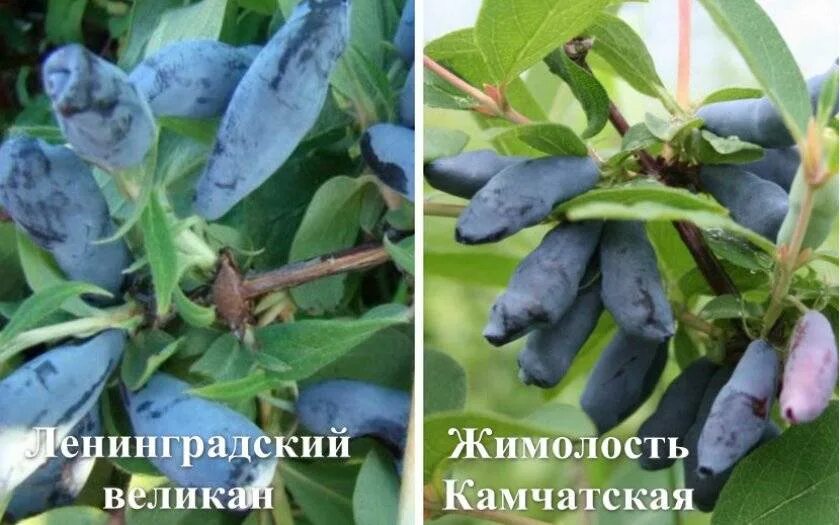 Сорт опылитель жимолости нимфа. Жимолость сорт ленинградский великан. жимолость съедобная ленинградский великан. жимолость ленинградский великан опылители. жимолость ленинградский великан куст.