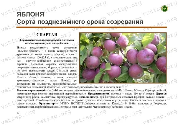 Яблоня спартан описание сорта фото отзывы морозостойкость. Яблоня сорт спартан. спартан яблоня зимостойкость. яблоки спартан фото и описание сорта. яблоня спартан (позднезимний сорт).