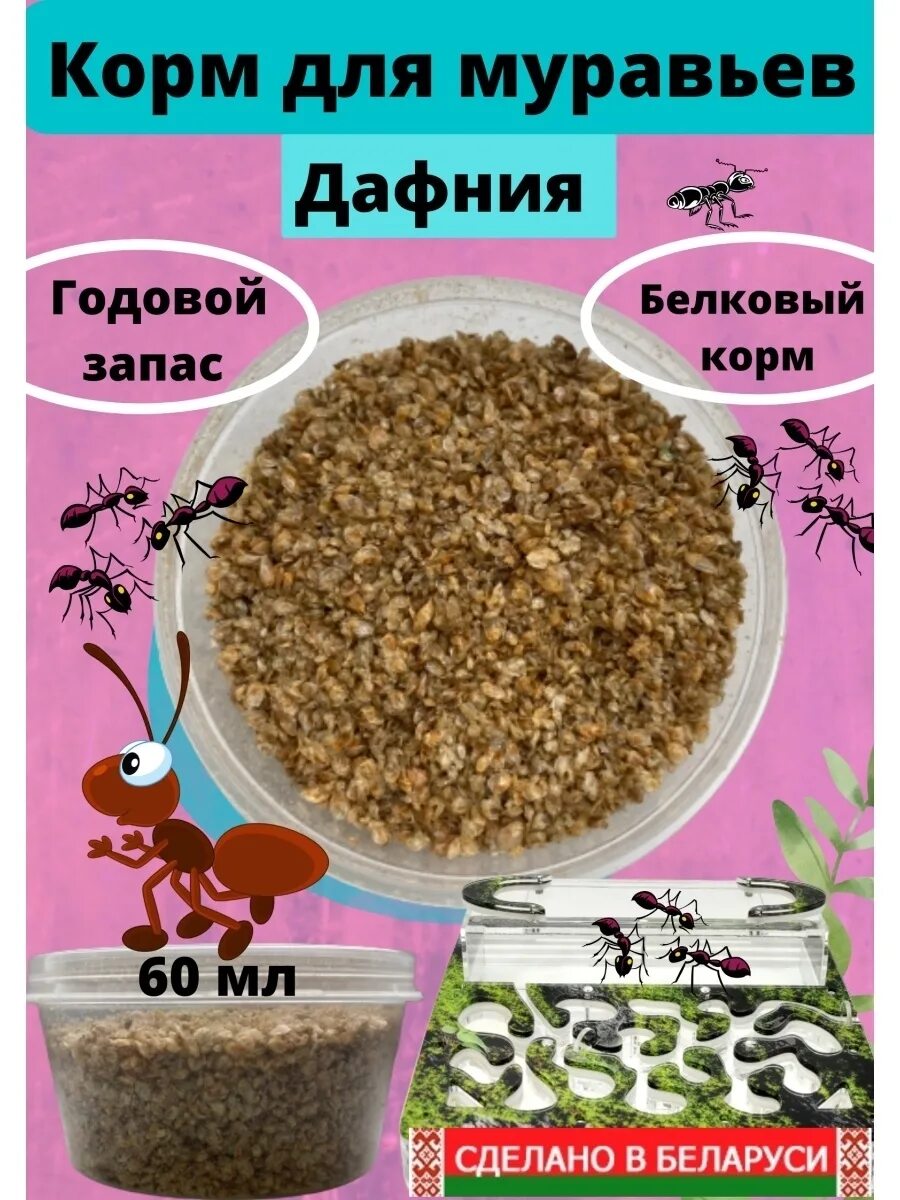 Корм для муравьев жнецов. Корм для муравьев. гаммарус для муравьев. белковый корм для муравьев.