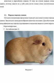 Какие цвета различают морские свинки