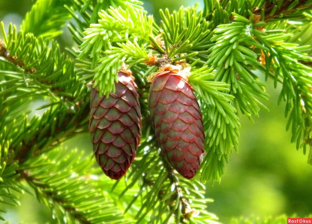 Ель обыкновенная микростробилы. Пихта сибирская шишка. Ель обыкновенная сибирская. Как выглядит плод ели. Как выглядит плод ели.