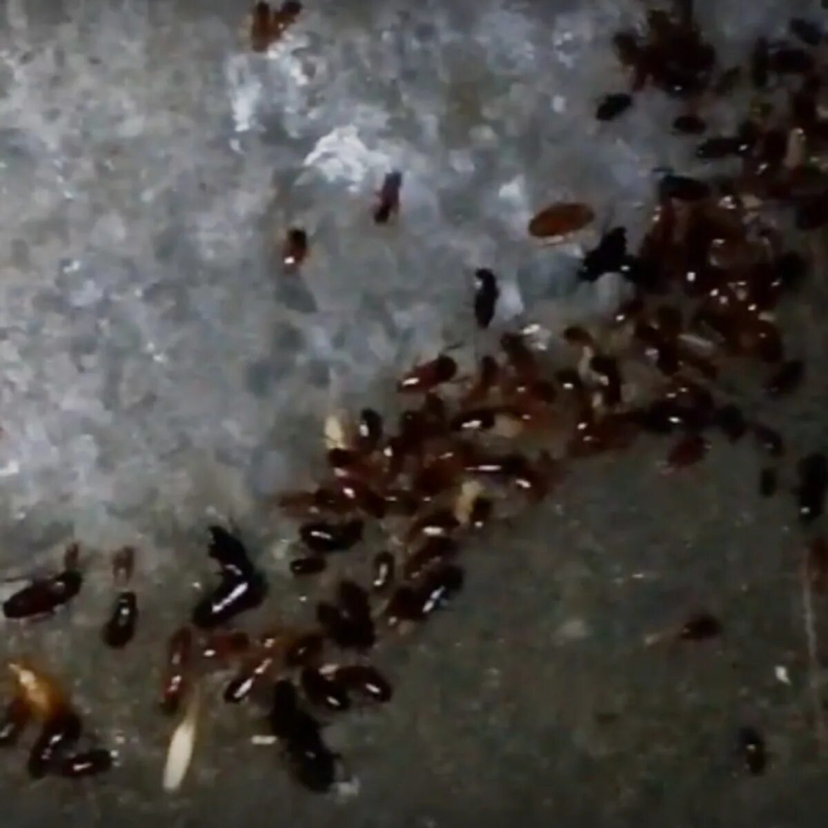 нашествие тараканов