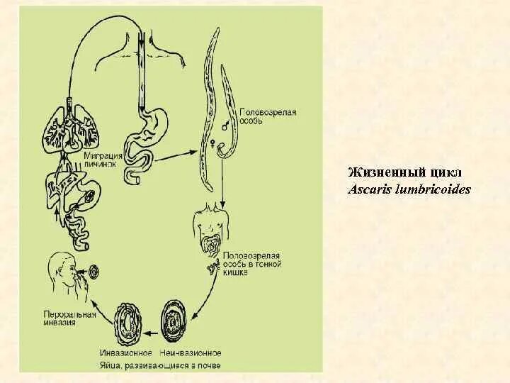 Цикл развития аскариды. Схема жизненного цикла аскариды (Ascaris lumbricoides). Ascaris lumbricoides жизненный цикл. Схема развития аскариды.