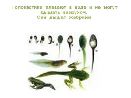 Дыхание головастика