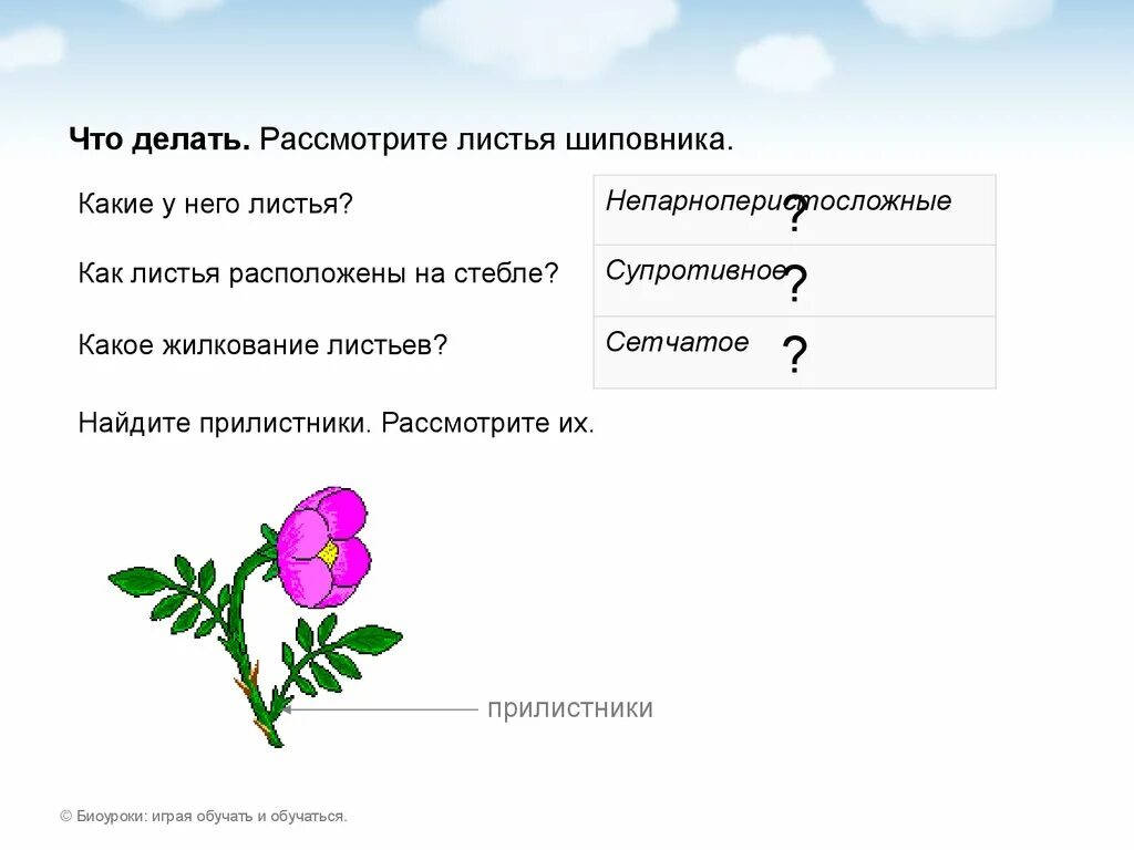 Шиповник сложное или простое. Тип листа шиповника. Строение листа шиповника. Тип жилкования у шиповника. Строение стебля листа шиповника.