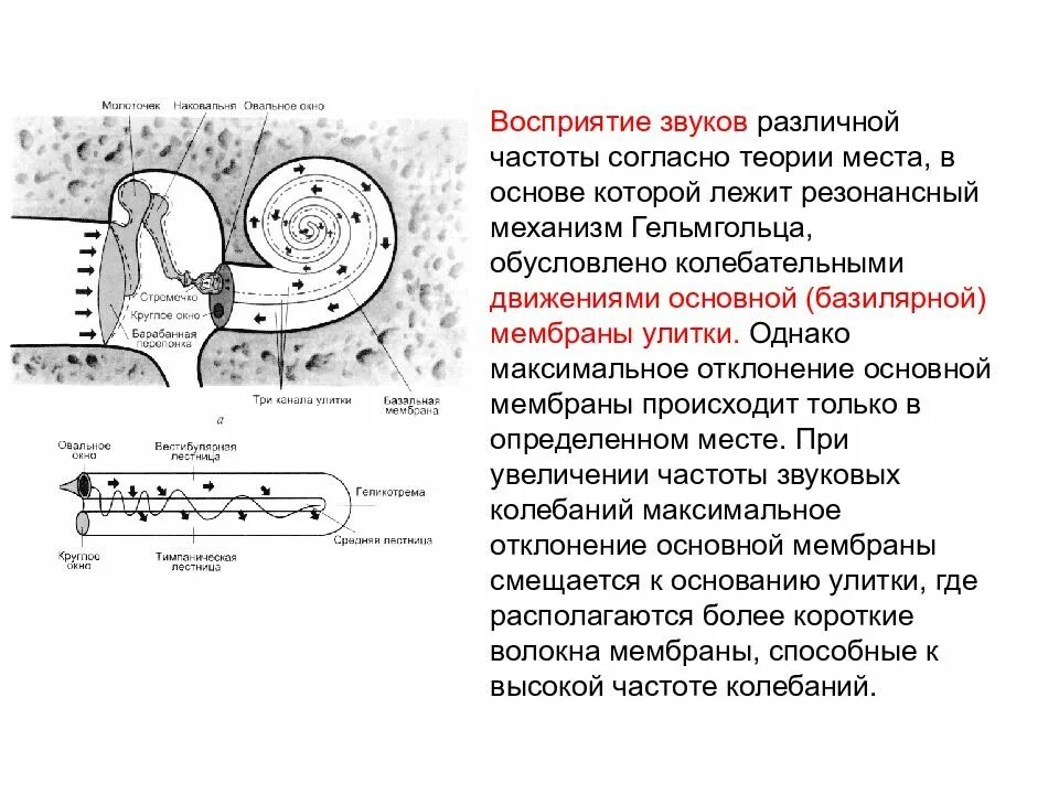 Где происходит распознавание звуков. Механизм восприятия звука разной частоты. Механизмы восприятия звуков разной частоты и силы. Восприятие звуков различной частоты физиология. Механизм восприятия звука физиология.