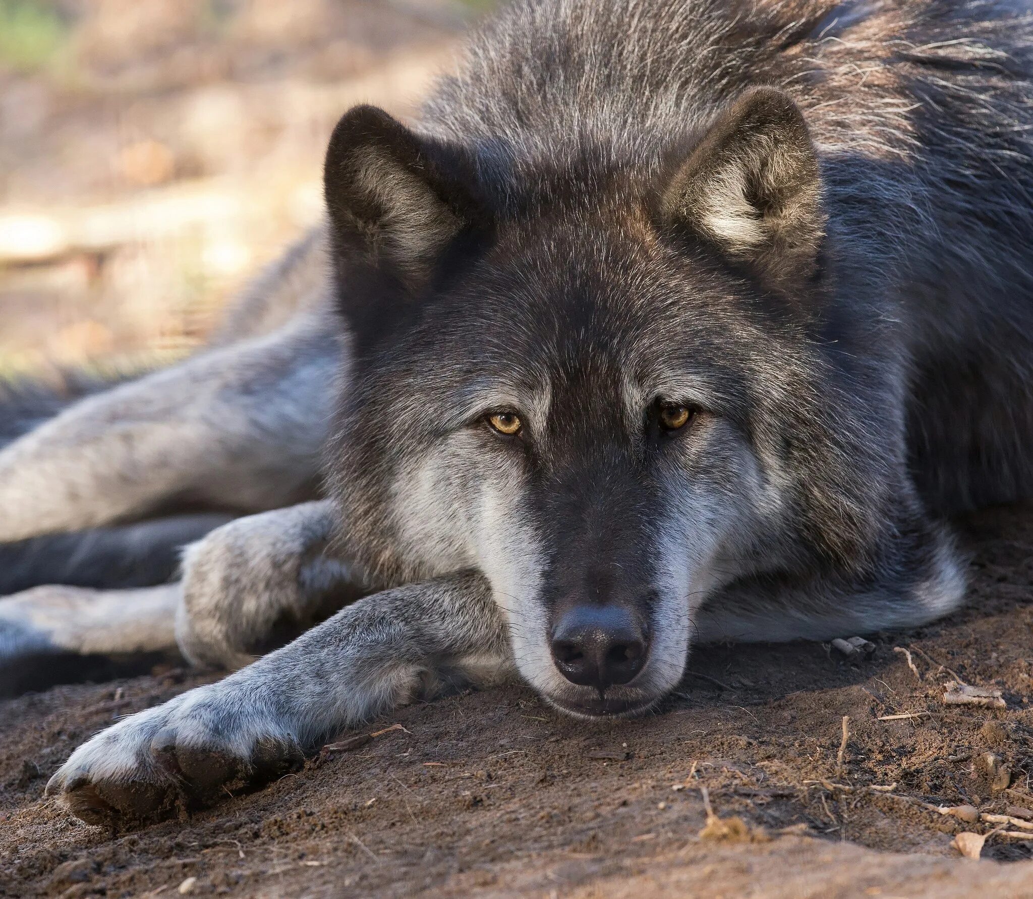Самка волка. Альфа самка волчица. Волки Аляски. Альфа самец волк.