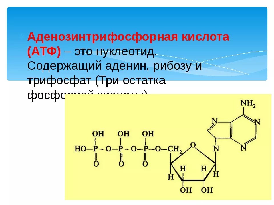 Атф это. АТФ аденозинтрифосфорная кислота. АТФ аденозинтрифосфорная кислота состоит. Формула аденозинтрифосфорной кислоты. Структура аденозинтрифосфорной кислоты.