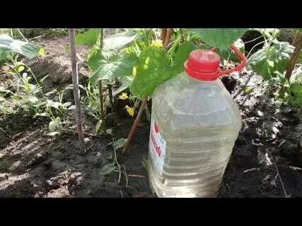Полив простоквашей